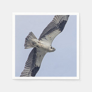 Servilleta De Papel Osprey en vuelo