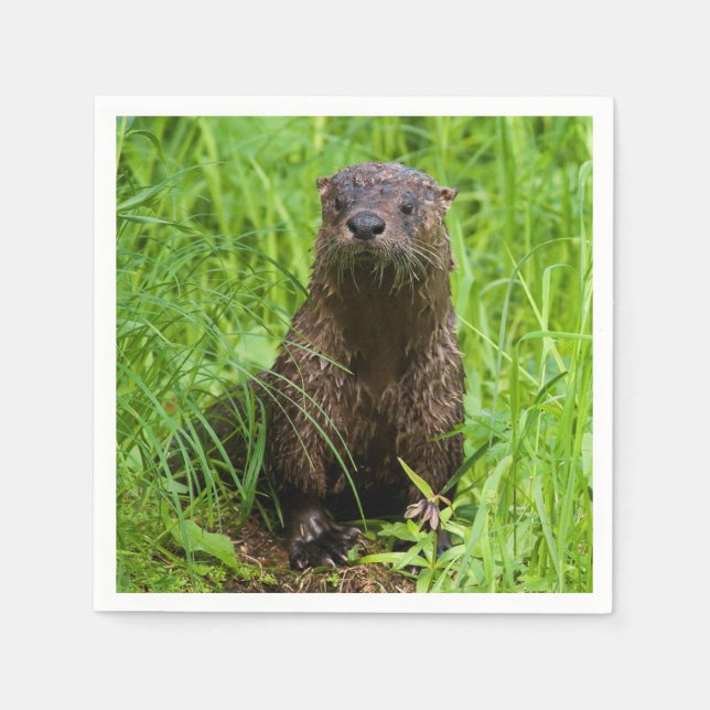 Servilleta De Papel Otter fluvial inteligente (Anverso)