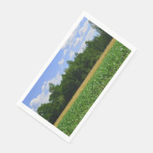 Paisaje rural de un campo de maíz y trigo y cielo 