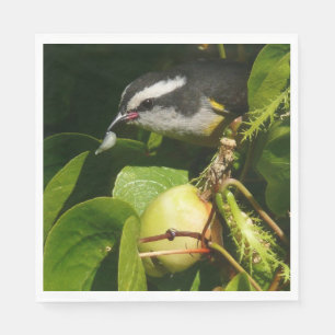 Servilleta De Papel Pájaro Mielero Comiendo Fotografía Tropical