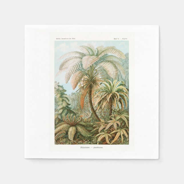 Servilleta De Papel Palmera Ernst Haeckel    (Anverso)