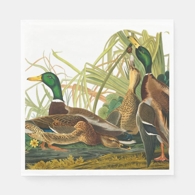 Servilleta De Papel Pato Mallard de John James Audubon (Anverso)