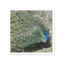 Pavo Real Hermoso