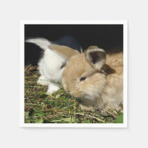 Pequeños conejitos esponjosos