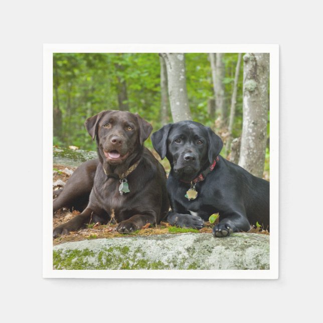 Servilleta De Papel Perros cachorros Black Lab Chocolate Labrador Recu (Anverso)