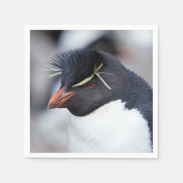 Servilleta De Papel Pingüino de Rockhopper del Sur (Anverso)