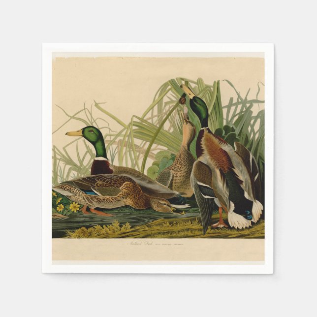 Servilleta De Papel Pintura de pájaro de Mallard Duck Audubon (Anverso)