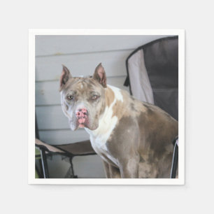 Servilleta De Papel Pit Bull