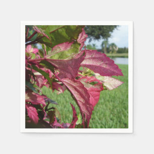 Servilleta De Papel Planta Hibiscus "Fire and Ice"
