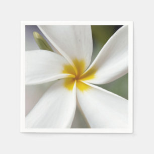Servilleta De Papel Plumeria blanca - Retrato macro