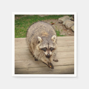 Servilleta De Papel Raccoon con chip