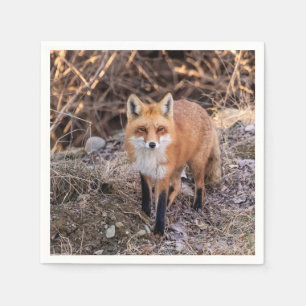 Servilleta De Papel Red Fox cerca y personal