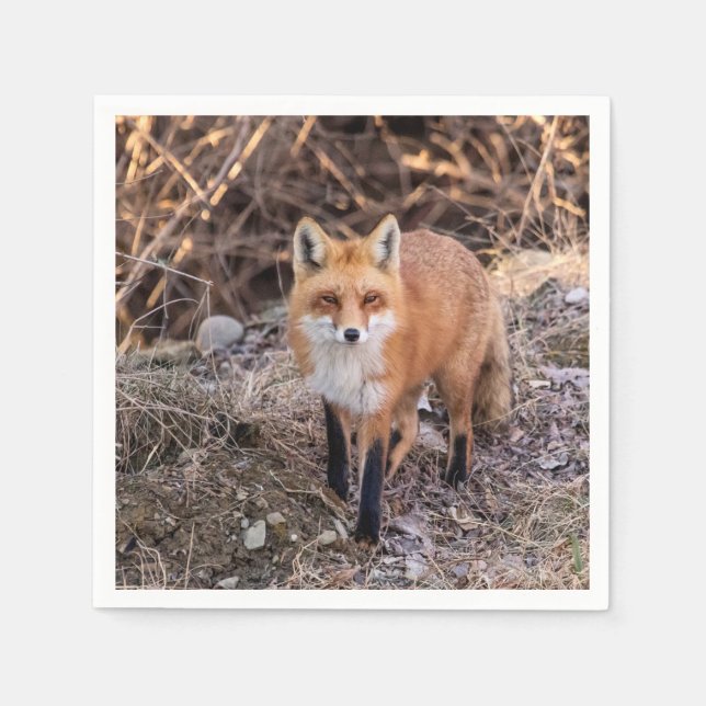 Servilleta De Papel Red Fox cerca y personal (Anverso)