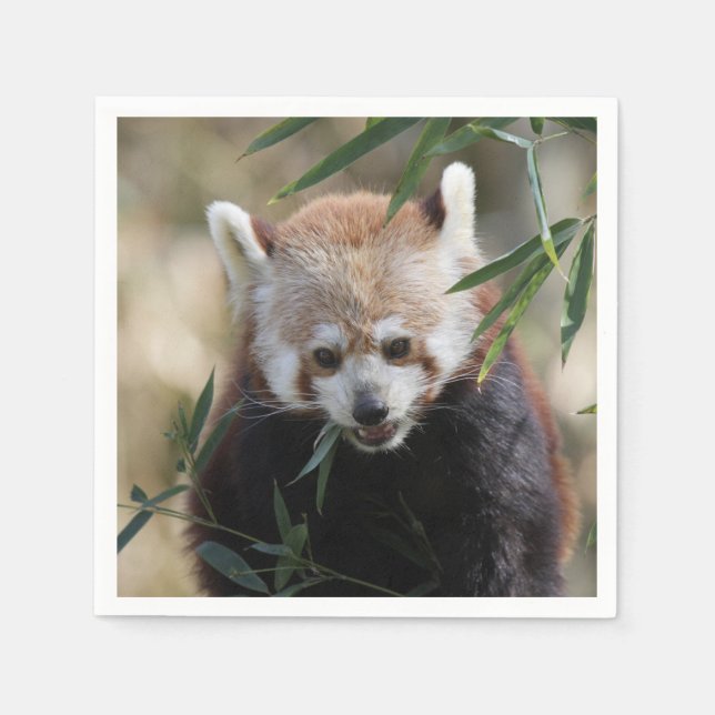 Servilleta De Papel Red_Panda_2015_0311 (Anverso)