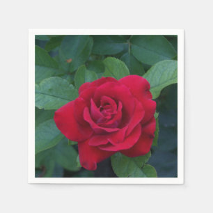 Servilleta De Papel Red Rose Close