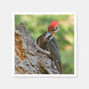 Servilleta De Papel Retrato impresionante de un pájaro carpintero pile