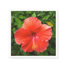 Rojo Tropical Hibiscus Bonita Springs Florida