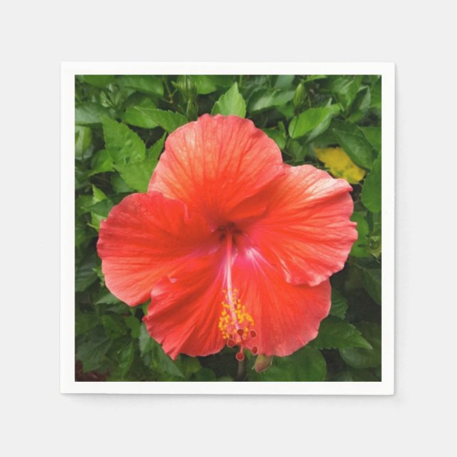 Servilleta De Papel Rojo Tropical Hibiscus Bonita Springs Florida (Anverso)