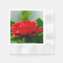 Rosa roja matutina cubierta de rocío