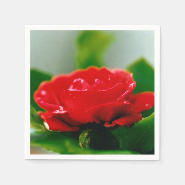 Servilleta De Papel Rosa roja matutina cubierta de rocío Toallas (Anverso)