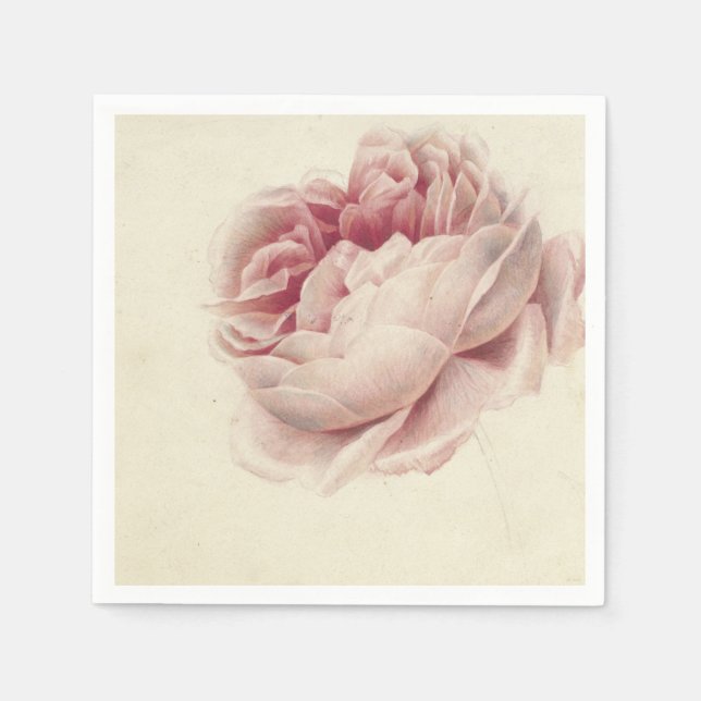 Servilleta De Papel Roze Roos (1792) - Arte botánico de época (Anverso)