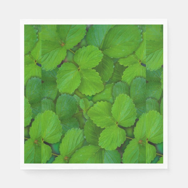 Servilleta De Papel Sacro Basil Hojas de la Moneda Verde de Tulsi (Anverso)