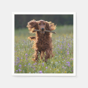 Servilleta De Papel Setter Irlandés corriendo con un palo