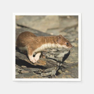 Servilleta De Papel Sniffing Weasel