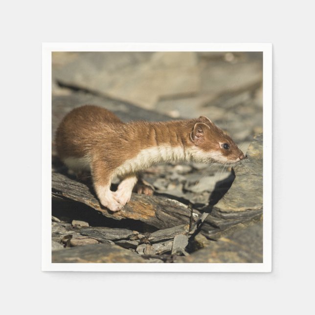 Servilleta De Papel Sniffing Weasel (Anverso)