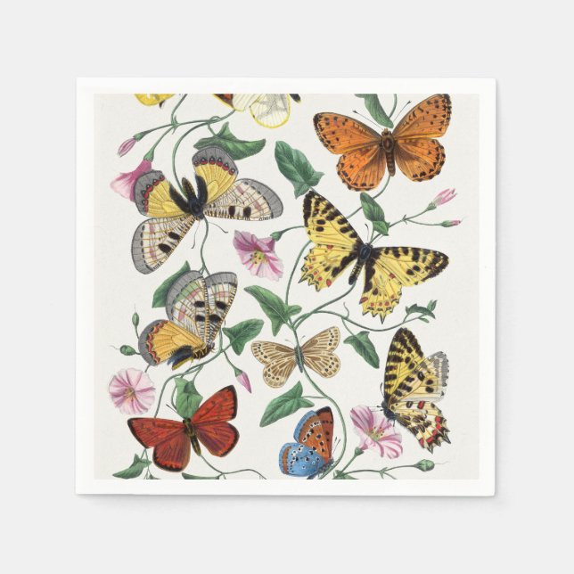 Servilleta De Papel Study of diurnal butterflies by Paul Gervais (Anverso)