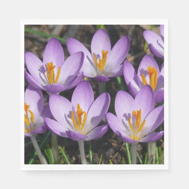 Servilleta De Papel Sunny Purple Crocuses (Anverso)