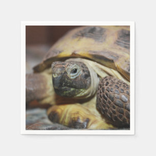 Servilleta De Papel Tibbs