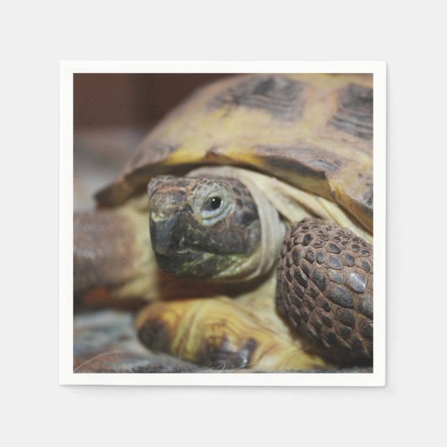 Servilleta De Papel Tibbs (Anverso)