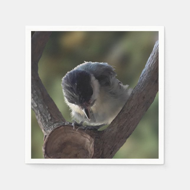 Servilleta De Papel Tidi my Bird the Parus Major (Anverso)