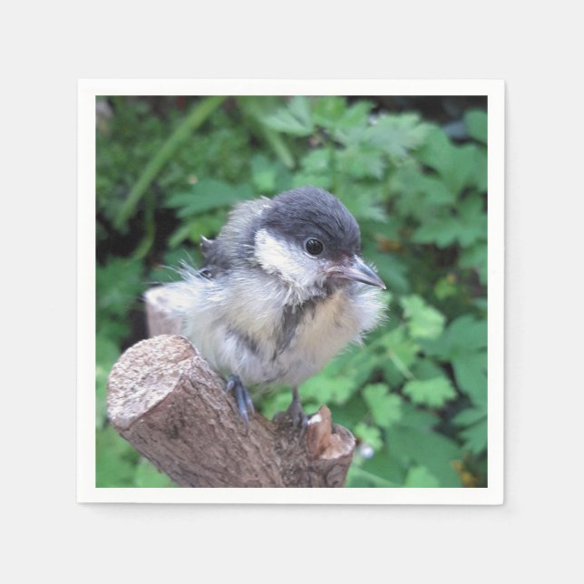 Servilleta De Papel Tidi my Bird the Parus Major (Anverso)