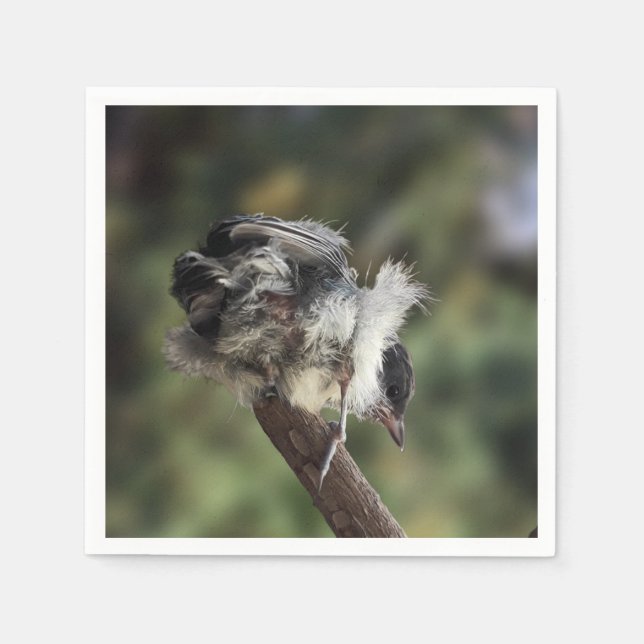 Servilleta De Papel Tidi my Bird the Parus Major (Anverso)
