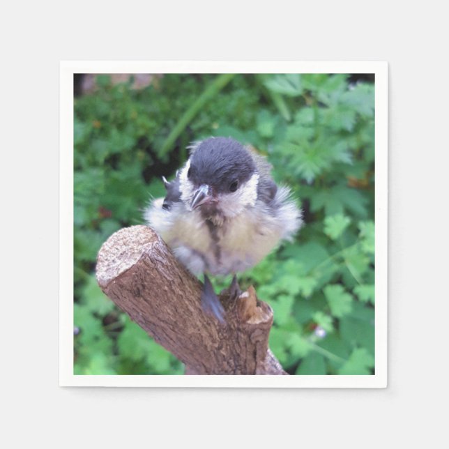 Servilleta De Papel Tidi my Bird the Parus Major (Anverso)