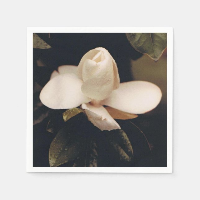 Servilleta De Papel Toallas de cóctel con un diseño de Magnolia Blosso (Anverso)