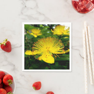 Servilleta De Papel Toallas de papel hipericum calicinum