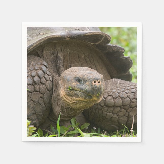 Servilleta De Papel Tortuga gigante (Anverso)