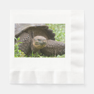 Servilleta De Papel Tortuga gigante