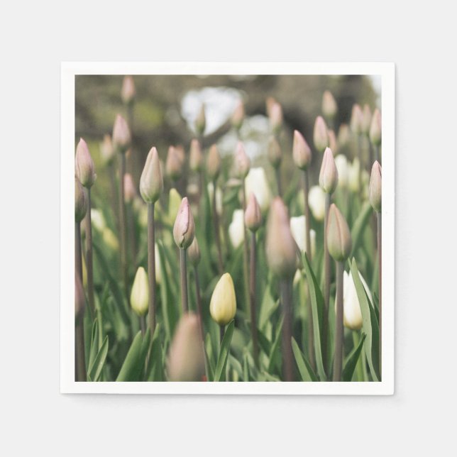 Servilleta De Papel Tulipanes que comienzan a florecer (Anverso)
