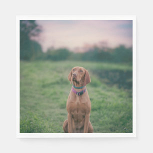 Servilleta De Papel vizsla session