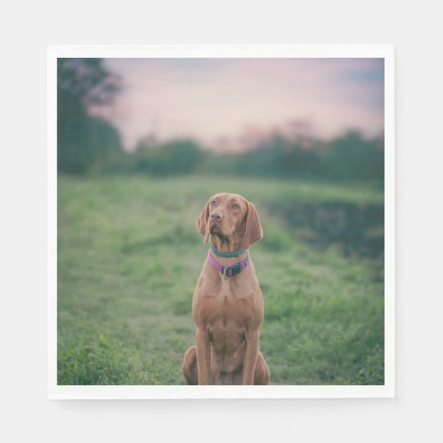 Servilleta De Papel vizsla session (Anverso)