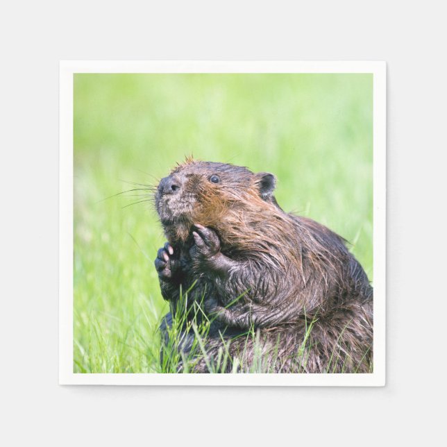 Servilleta De Papel Wet Beaver (Anverso)