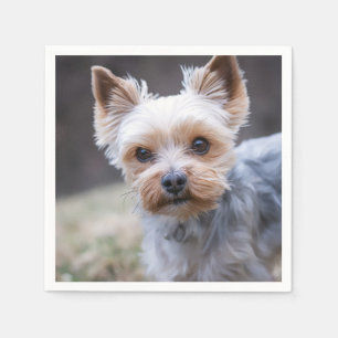 Servilleta De Papel Yorkshire terrier, perro, Mascota