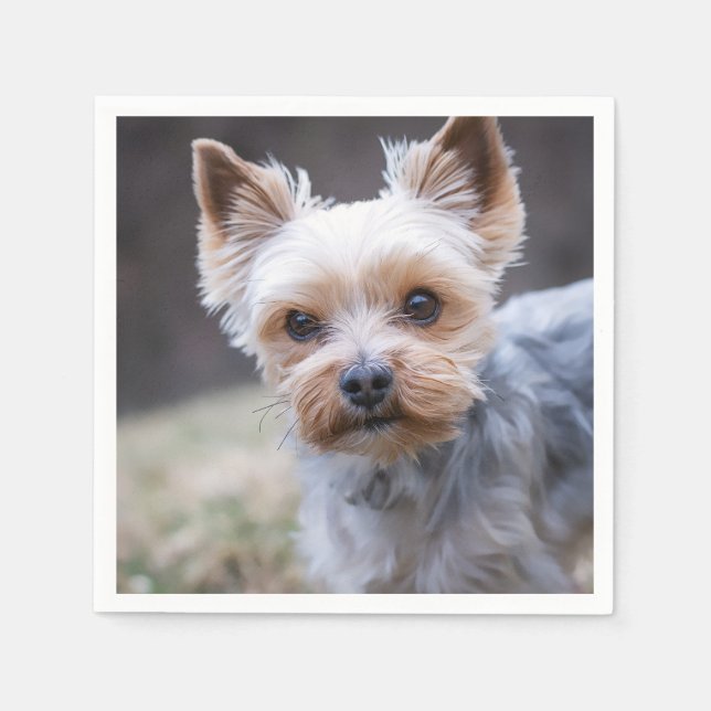 Servilleta De Papel Yorkshire terrier, perro, Mascota (Anverso)