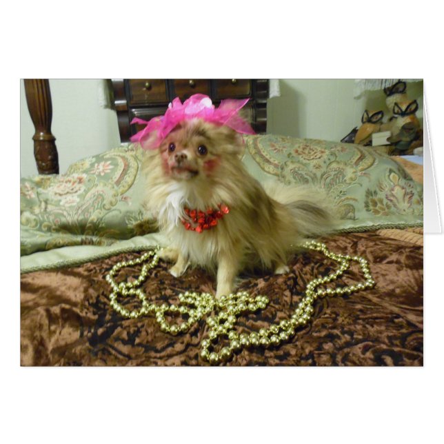 Sesión fotográfica del mascota - 3ro en serie (Anverso (Horizontal))