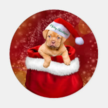 Navidades Cachorros