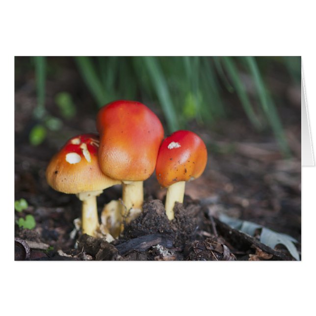 seta de la familia Amanita (Anverso (Horizontal))